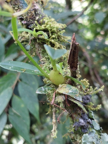 Image of Cyrtochilum meirax by (c) Daniel Mesa, some rights reserved (CC BY)