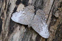 Hamadryas glauconome