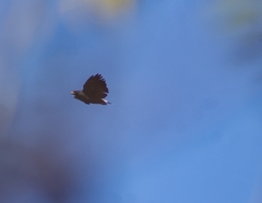 Buteogallus anthracinus
