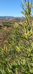 Ornithostaphylos oppositifolia