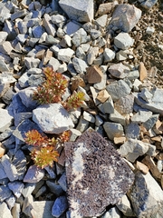Epilobium pycnostachyum