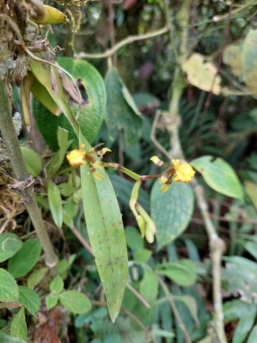 Image of Cyrtochilum meirax by (c) Daniel Mesa, some rights reserved (CC BY)