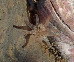 Halcampa decemtentaculata