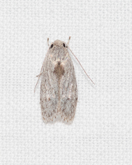 Phylomictis eclecta