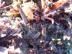 Cirolana harfordi