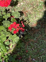 Papilio memnon