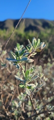 Salvia munzii