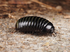 Prionobelum hainani