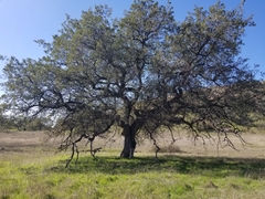 Quercus engelmannii