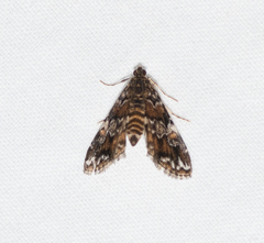 Elophila difflualis