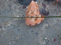 Calliostoma gloriosum