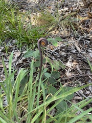 Dicranopteris
