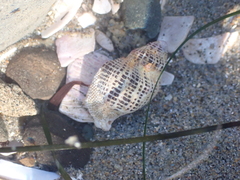 Acanthinucella spirata