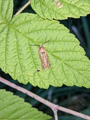 Pennisetia marginatum