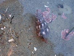 Pseudomelatoma