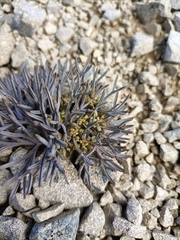 Lignocarpa carnosula