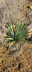 Hesperoyucca whipplei