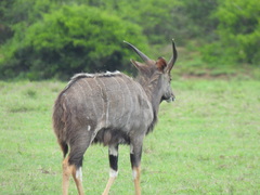 Tragelaphus angasii