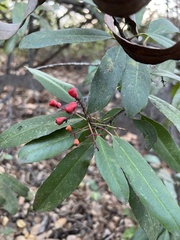 Heteromeles arbutifolia
