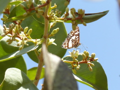 Ariconias glaphyra
