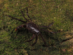 Neotiwaripotamon whiteheadi