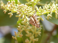 Ariconias glaphyra