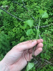 Viola septentrionalis