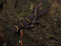 Goniurosaurus hainanensis