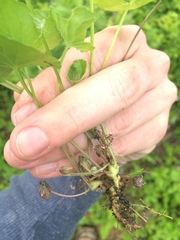 Viola septentrionalis
