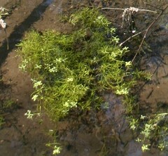 Callitriche palustris