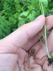 Viola septentrionalis