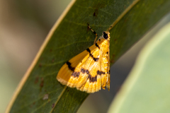 Dichocrocis clytusalis