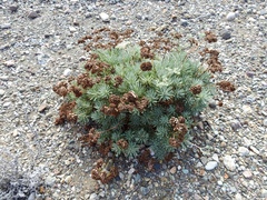 Eriogonum arborescens