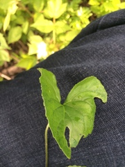 Viola septentrionalis