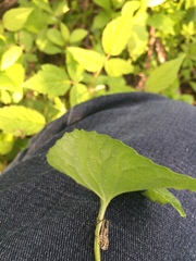 Viola septentrionalis
