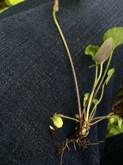 Viola septentrionalis