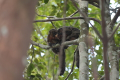 Pithecia chrysocephala