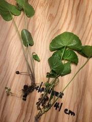 Viola septentrionalis