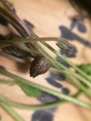 Viola septentrionalis