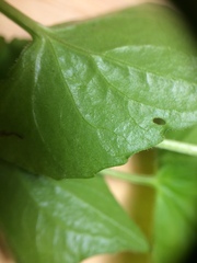 Viola septentrionalis