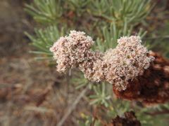 Eriogonum arborescens