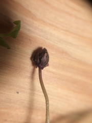 Viola septentrionalis