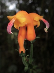 Centropogon baezanus