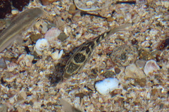 Abudefduf concolor