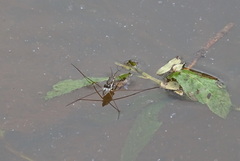 Limnogonus fossarum