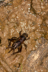 Teleogryllus commodus