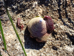 Calliostoma canaliculatum
