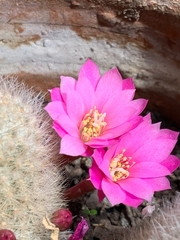 Aylostera fiebrigii