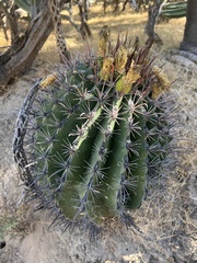 Ferocactus townsendianus