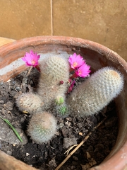 Aylostera fiebrigii